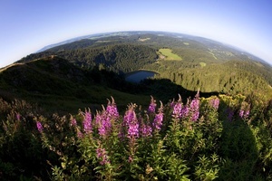 Feldsee - Copyrights der Hochschwarzwald Tourismus GmbH