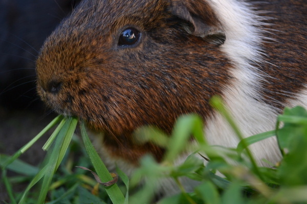 'Meerschweinchen'