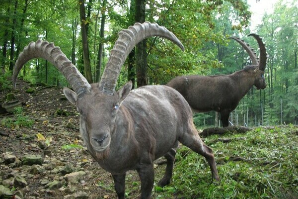  Bildnachweis: Mit freundlicher Genehmigung des Wildgeheges Waldshut