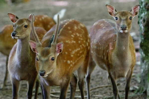  Bildnachweis: Mit freundlicher Genehmigung des Wildgeheges Waldshut