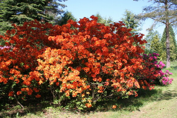  Copyright: Mit freundlicher Genehmigung des Rhododendronpark Karlsbad