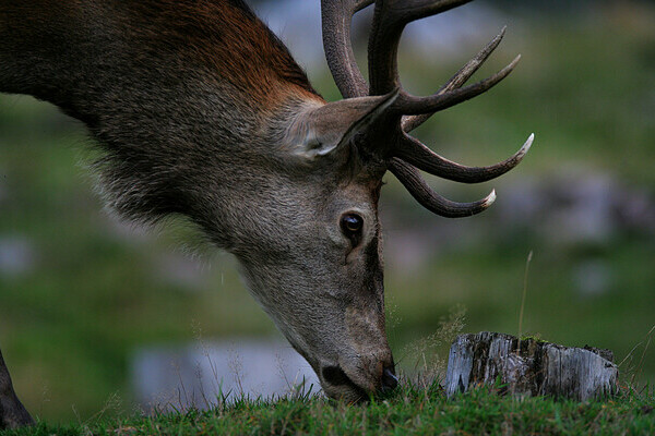  Copyright: (� Natur-Infozentrum Kaltenbronn)