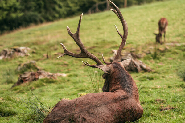 Wildgehege Sankenbach Bildnachweis: Mit freundlicher Genehmigung von Baiersbronn Touristik | &copy; Max Gnter